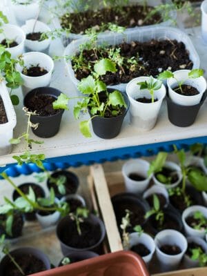 herb garden