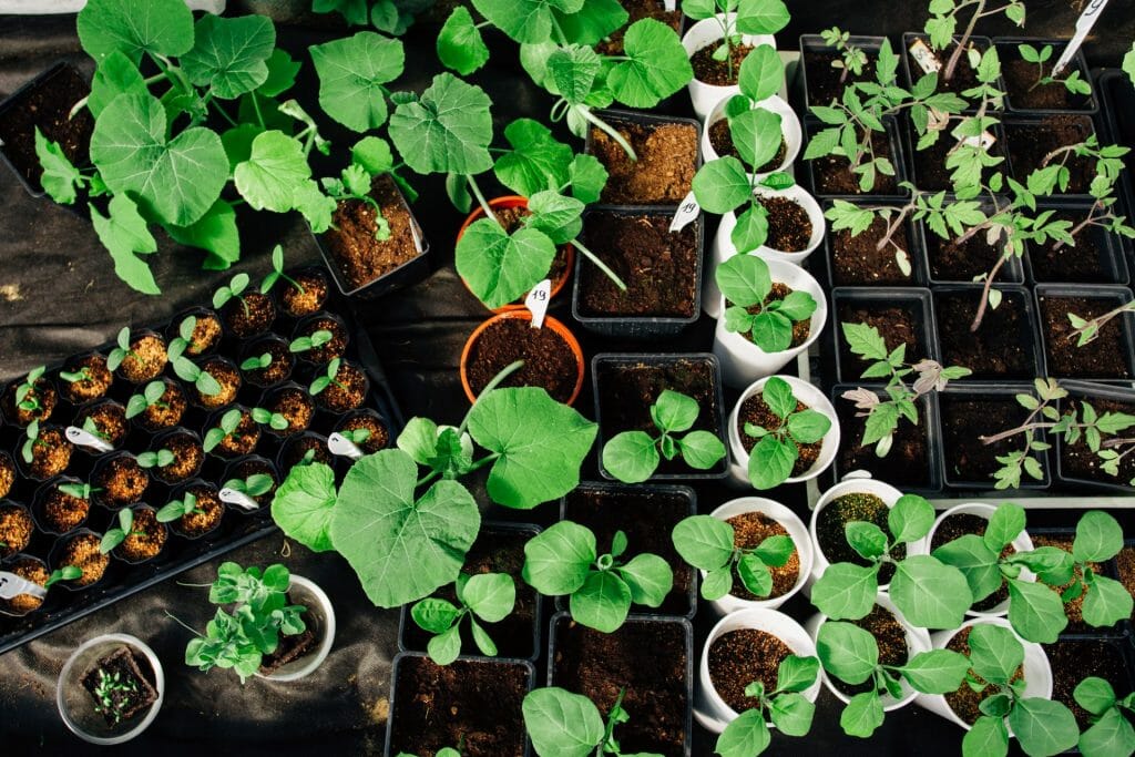 herb garden