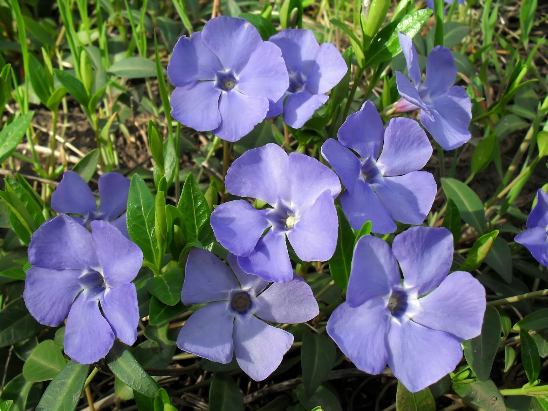 Periwinkle flowers