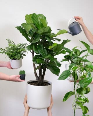 Indoor plants