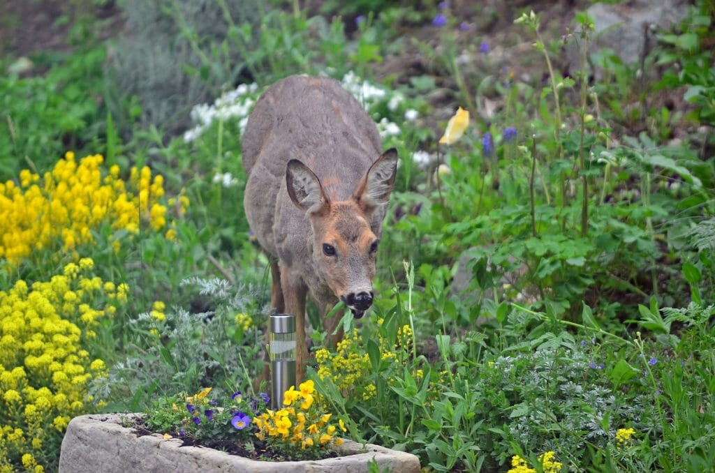 Picture of deer for the deer repellent service